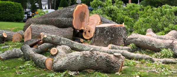 Large Tree Removal in Oconomowoc