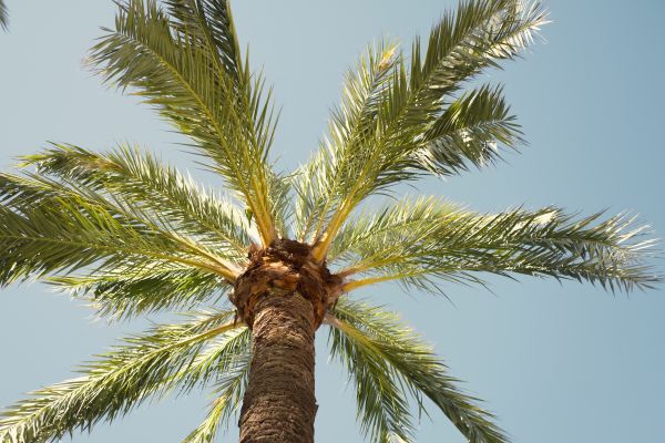 Palm Tree Removal in Oconomowoc