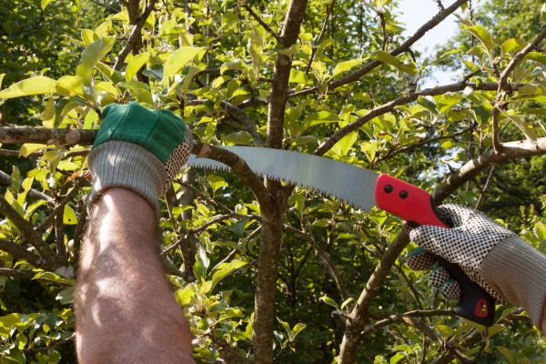 Small Tree Removal in Oconomowoc