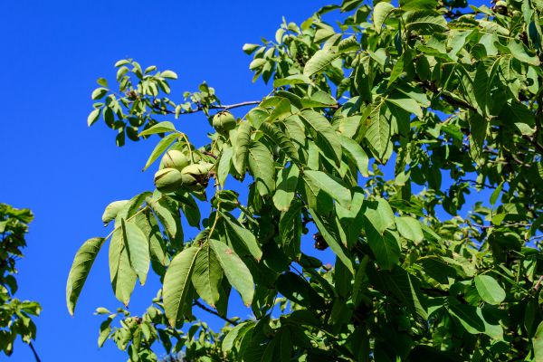 Walnut Tree Removal in Oconomowoc