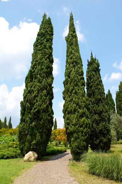 Cypress Tree Removal in Oconomowoc