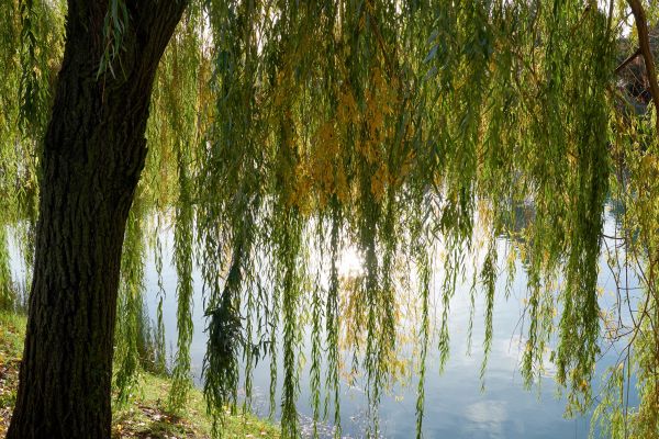 Willow Tree Removal in Oconomowoc