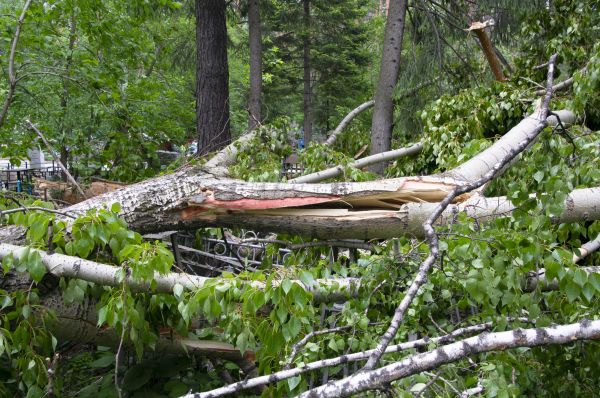Birch Tree Removal in Oconomowoc