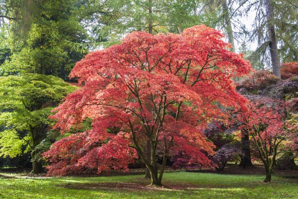 Maple Tree Removal in Oconomowoc