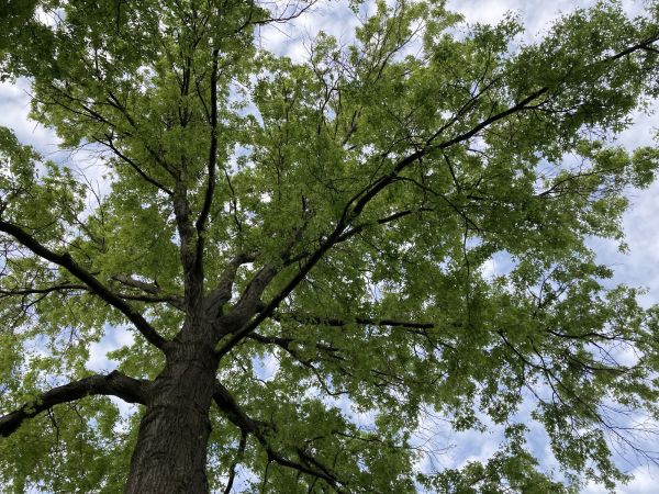 Oak Tree Removal in Oconomowoc