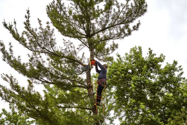 Pine Tree Removal in Oconomowoc