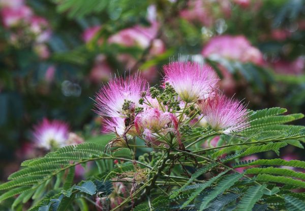 Mimosa Tree Removal in Oconomowoc