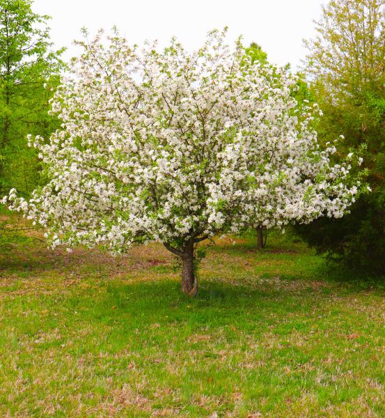 Dogwood Tree Removal in Oconomowoc
