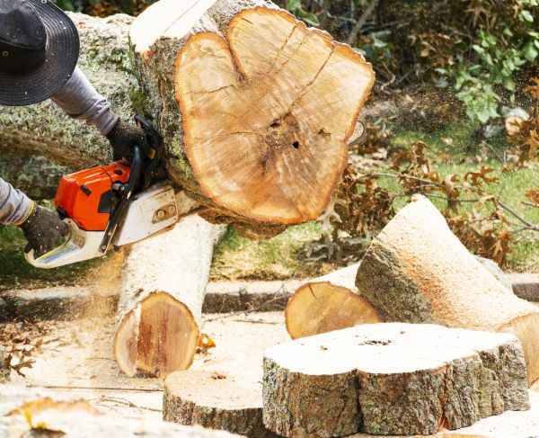 Tree Removal Service in Oconomowoc