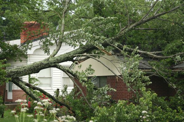 Emergency Tree Removal in Oconomowoc