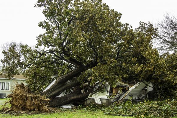 Fallen Tree Removal in Oconomowoc