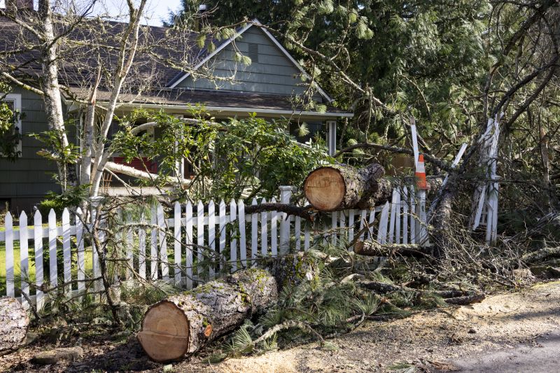 Storm Damage Tree Fall