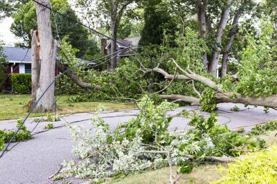 Tree Debris Cleanup