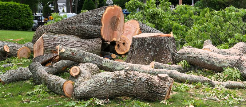 Dead Tree Removal detail