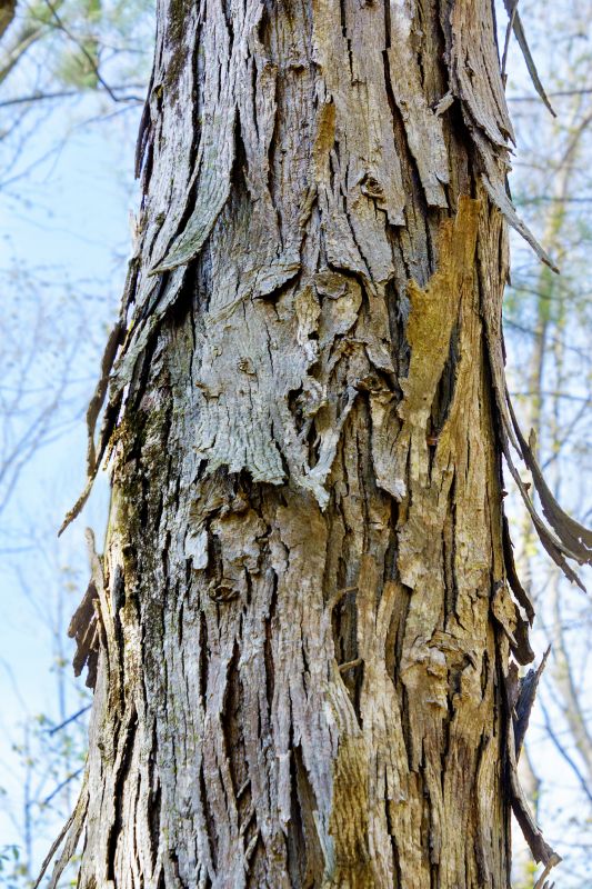 Hickory Tree Removal