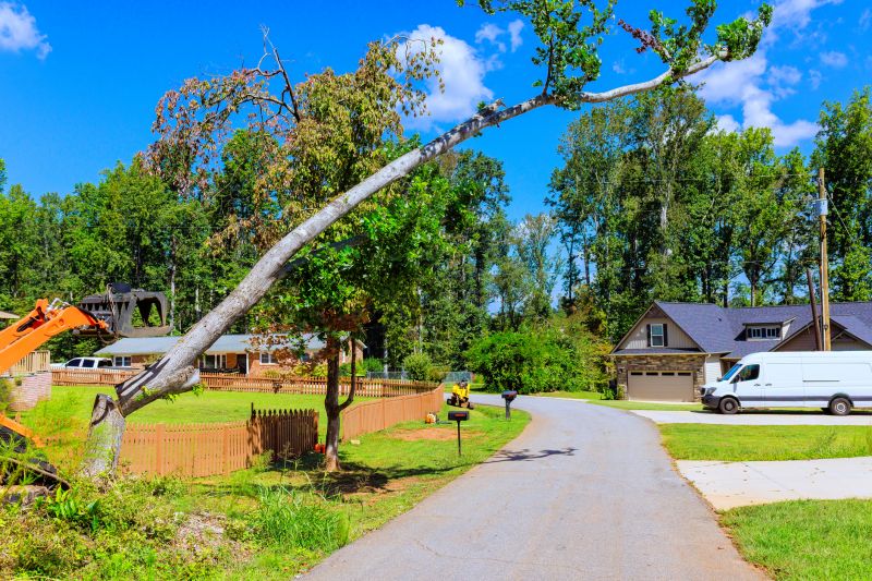 Small Tree Removal