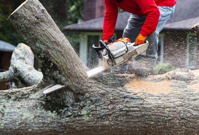 Spruce Tree Removal