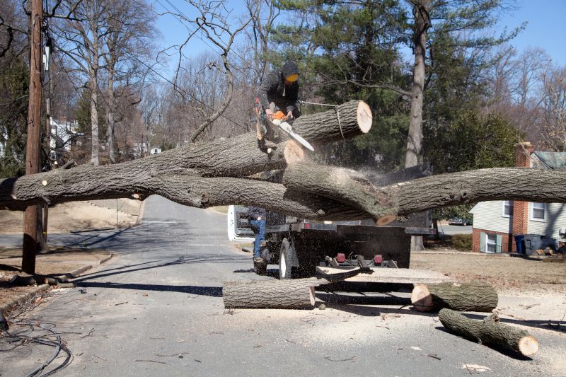 Healthy Trees Before Removal