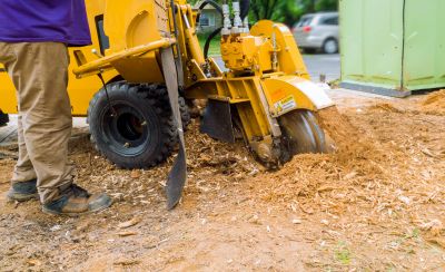 Tree Stump Grinding Service