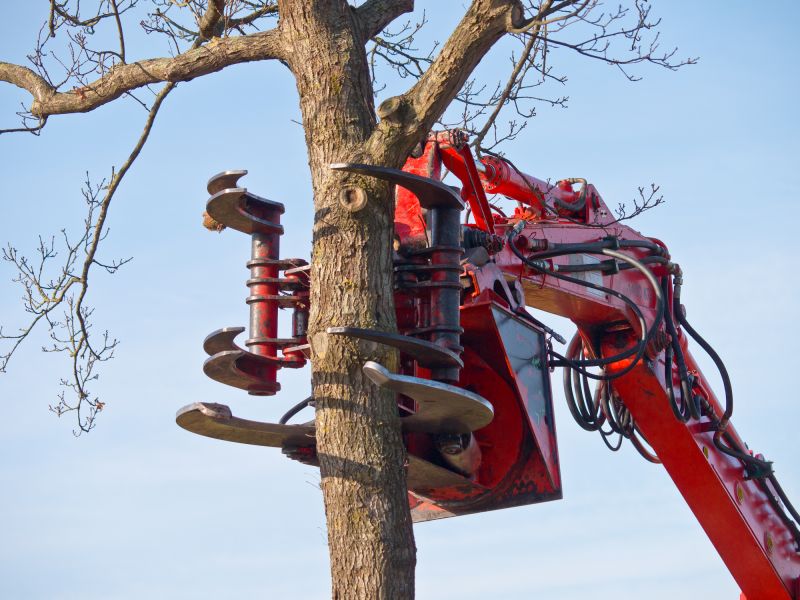 Winter Tree Removal