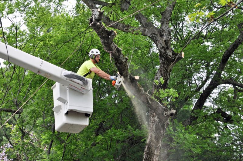 Spring Tree Activity