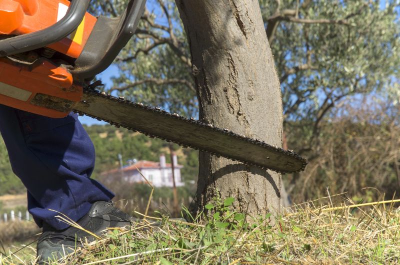 Tree Cutting Process