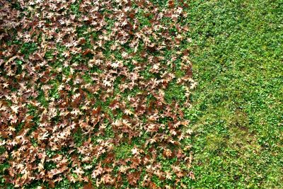 Seasonal Landscape
