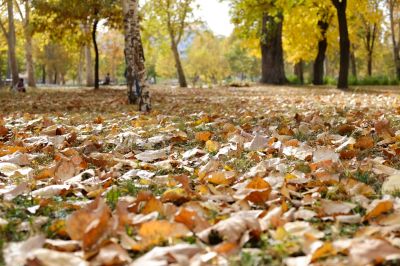 Autumn Foliage
