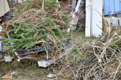 Spring Tree Removals