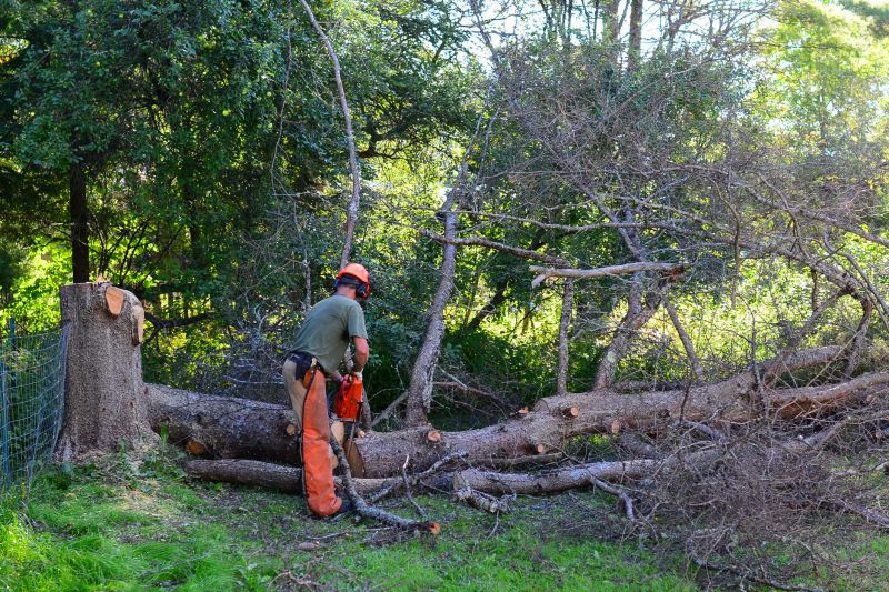 Summer Tree Removals
