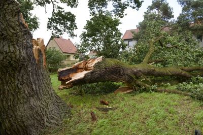 Fall Tree Removals