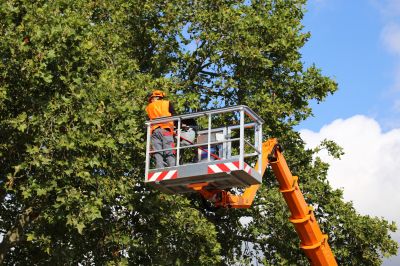 Experienced Tree Care Teams