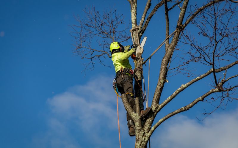 Seasonal Tree Removal Timing